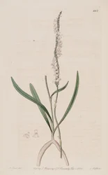 Illustration de Spiranthes sinensis (comme syn. Neottia australis)